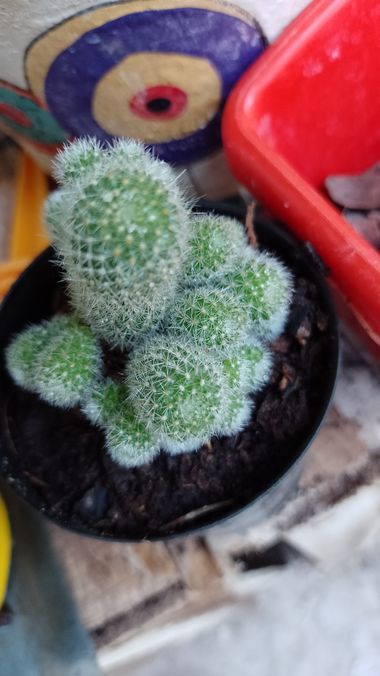 GrachuV. en Hamelin: Flora  (Santa Fe), Cactus 🥀