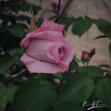 Frankgt48 en Hamelin: Flora  (Paracuellos de Jarama), Rosa chinensis, #flora21