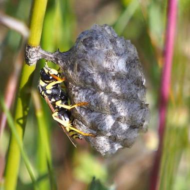Gustavo Adolfo. en Hamelin: Fauna, Avispa sin identificar. Posible Vespula vulgaris
