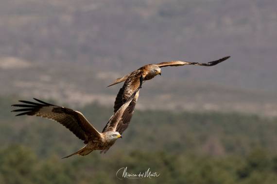 Mónica del Monte en Hamelin: Fauna  (San Lorenzo de El Escorial), Milvus milvus (Linnaeus, 1758), #fauna #rapaces 