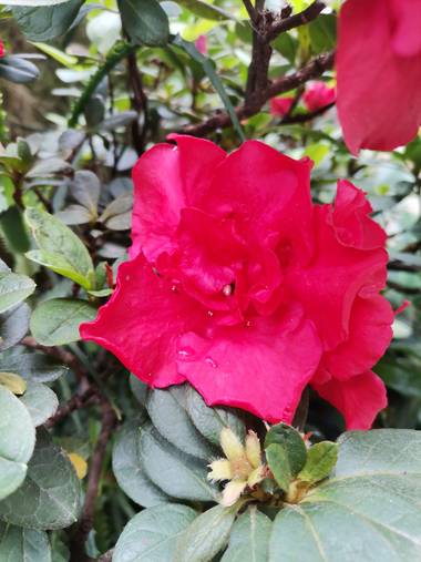 Ani en Hamelin: Flora  (Cali), La Biflora es una planta de exterior, el riego se hace cada 5 evitando encharcamiento y manteniendo el sustrato húmedo, se r...