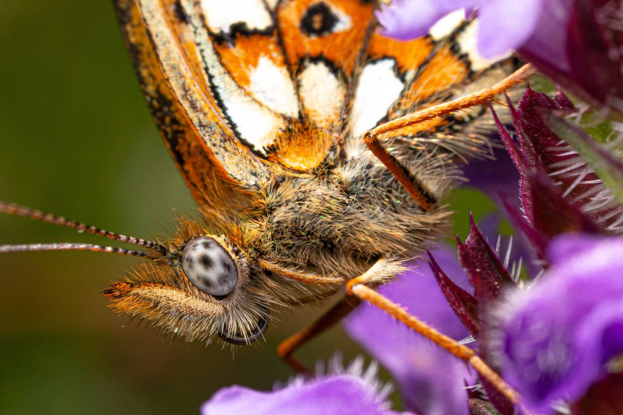 “Mariposa Perlada castaña” (Boloria selene) 