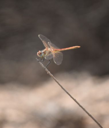 Solerantonio2 en Hamelin: Fauna  (Benahadux), Insecto
