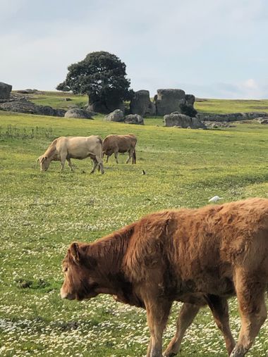 Info en Hamelin: Fauna, Vacas en el campo extremeño, junto a pantano 