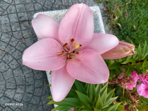 Solerantonio2 en Hamelin: Flora  (Coimbra), Lilium bulbiferum, Planta