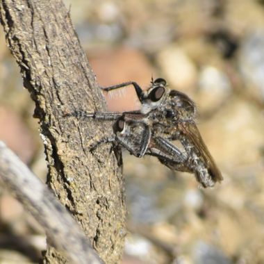 Solerantonio2 en Hamelin: Fauna  (Láujar de Andarax), Insecto