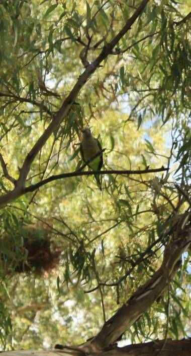 cimadevilla.amaia en Hamelin: Fauna, #cotorras #cotorra 