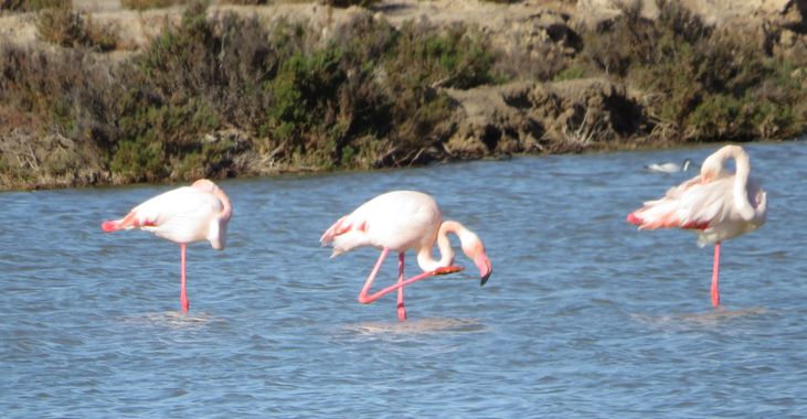 Solerantonio2 en Hamelin: Fauna  (Níjar), Ave