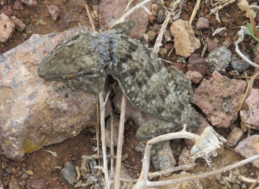 Solerantonio2 en Hamelin: Fauna  (Níjar), Reptil