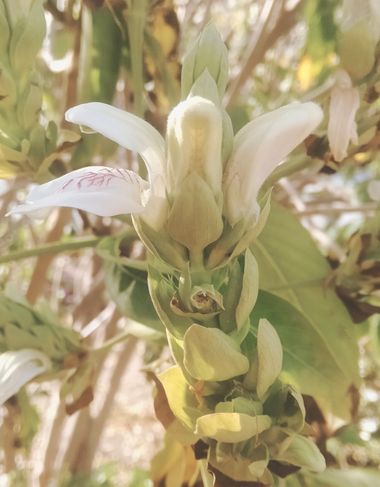 Solerantonio2 en Hamelin: Flora  (Almería), Justicia adhatoda, Planta