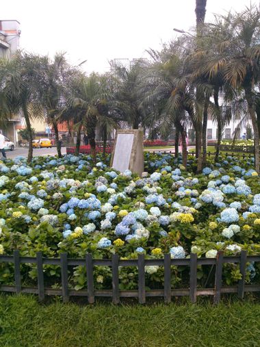 Leocool en Hamelin: Flora  (Caldas), #flora 