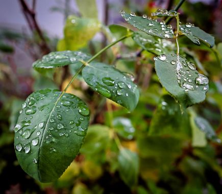 Franciscoperez25 en Hamelin: Flora  (Linares), Las primeras gotas de septiembre engalanan las hojas...