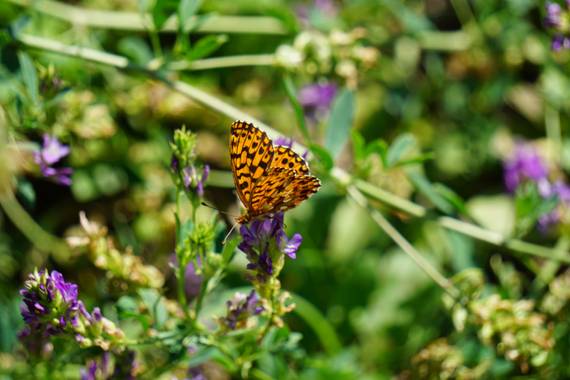 Bárbara  en Hamelin: Fauna  (Les Avanchers-Valmorel), #fauna #mariposa 