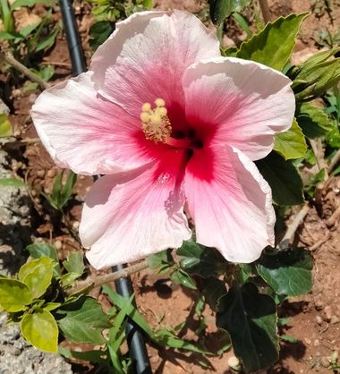Solerantonio2 en Hamelin: Flora  (Almería), Planta