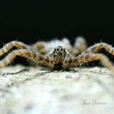 juan_ng en Hamelin: Fauna 