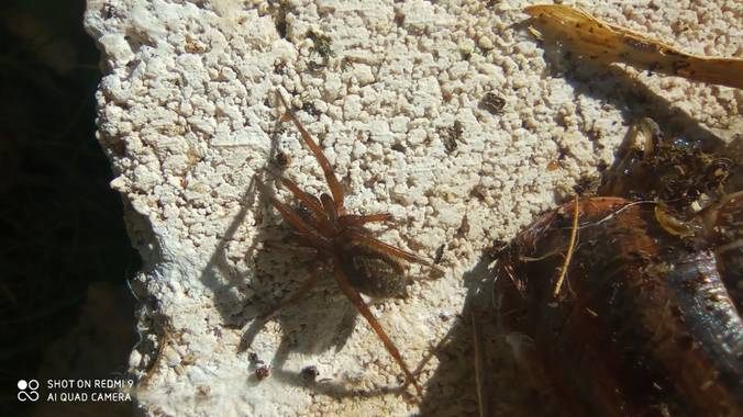 GreenPhoto en Hamelin: Fauna  (Valencia de Alcántara)