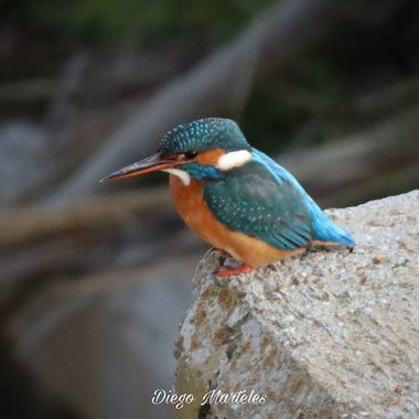 Diego en Hamelin: Fauna  (Zaragoza), Alcedo atthis (Linnaeus, 1758), #martinpescador #alcedoatthis #aves #ebro #zaragoza #canon 