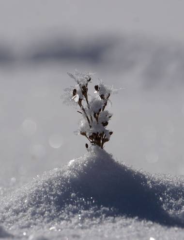 Bárbara  en Hamelin: Flora  (Les Avanchers-Valmorel), Hojas de cristal #invierno20 