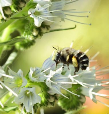 molaye02 en Hamelin: Fauna  (Las Palmas de Gran Canaria), 📸🐝🌼🍃