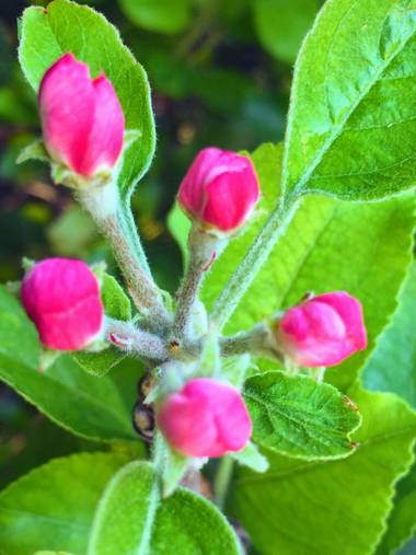 Erikalan9 en Hamelin: Flora  (Sant Cugat del Vallès)