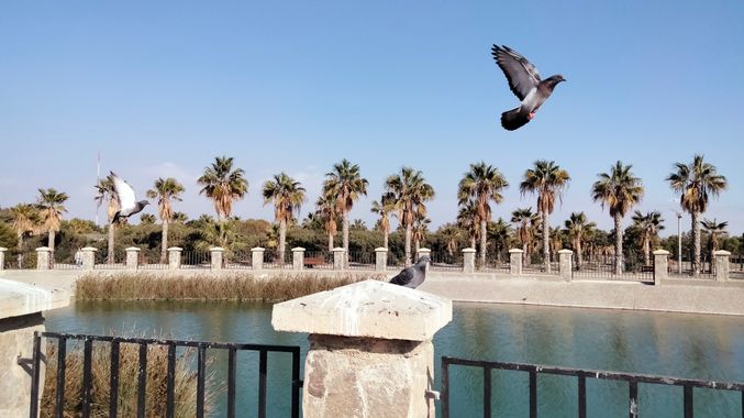 Solerantonio2 en Hamelin: Fauna  (Almería), Ave