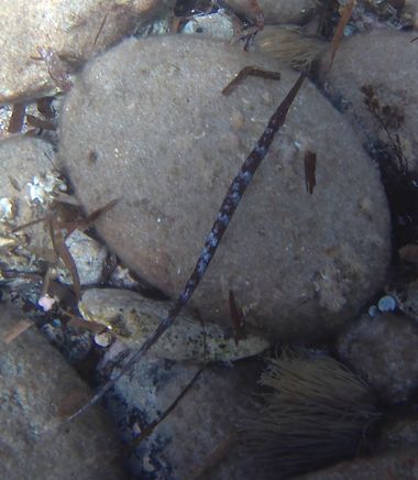 Solerantonio2 en Hamelin: Fauna  (Níjar), Pez aguja