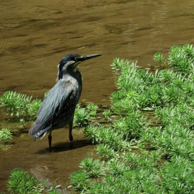 danielhincapie230979 en Hamelin: Fauna  (Rionegro), Butorides striata (Linnaeus, 1758), #naturaleza #wildlife #nature #faunadecolombia #fauna #colombia #bi...