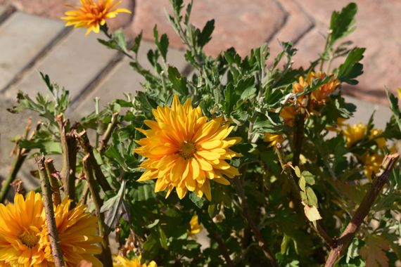 Solerantonio2 en Hamelin: Flora  (Almería), Planta