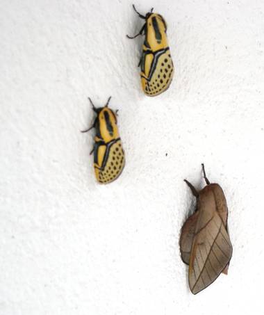 KDias en Hamelin: Fauna 