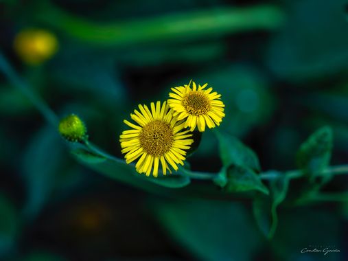 Kons en Hamelin: Flora, Pulicaria dysenterica
