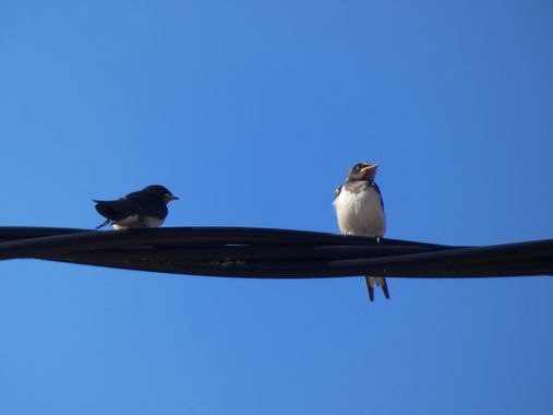 mariale en Hamelin: Fauna, Hirundo rustica Linnaeus, 1758, 📸 #marialemdza 
#aves #birds #pajaritos #pájaros 
#ComarcaDeBabia #ProvinciaDeLeón
#Naturaleza...
