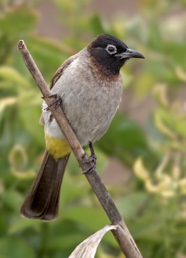 Ignicapillus en Hamelin: Fauna  (91), Pycnonotus xanthopygos (Hemprich & Ehrenberg, 1833), Bulbul árabe

Es pariente del bulbul naranjero (Pycnonotus barba...