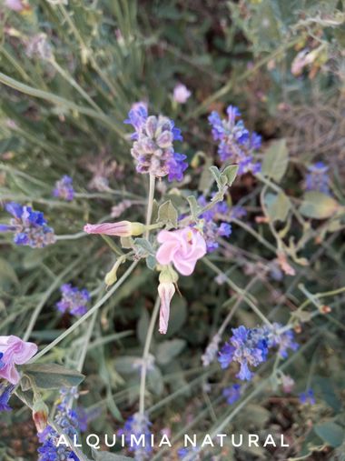 Alquimia Natural en Hamelin: Flora  (Valladolid), #verano2022 