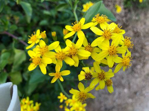 Naturalezadebarrio en Hamelin: Flora, Senecio angulatus, Flores de otoño#otoño20@naturalezadebarrio