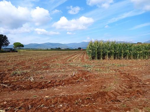 Bellasira en Hamelin: Paisaje  (Sant Antoni de Vilamajor)