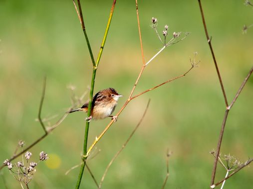 teresazarauza en Hamelin: Fauna, Cisticola juncidis (Rafinesque, 1810), #aves