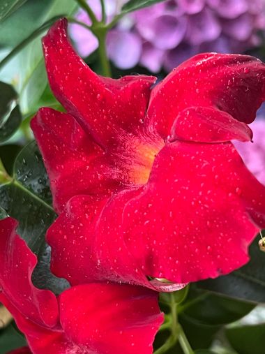 Eudimer20 en Hamelin: Flora, Mandevilla sanderi, #flower