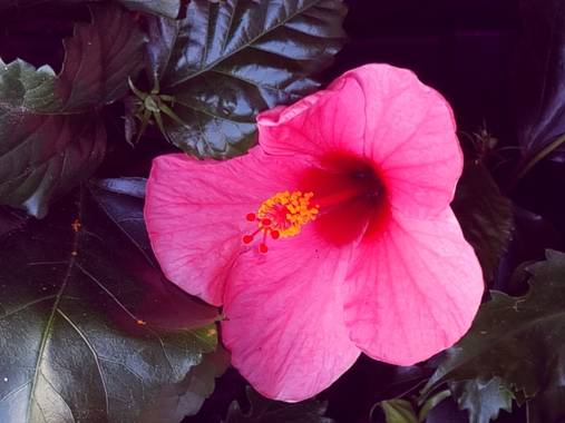 Jonathanmartinbedia0007 en Hamelin: Flora, Hibiscus rosa-sinensis, 📸@