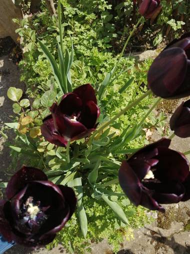 Susandresro en Hamelin: Flora  (Mondoñedo), Tulipa gesneriana, Tulipan. MONDOÑEDO. LUGO