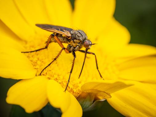 Antonio Jesús Palma Aranda en Hamelin: Fauna  (Lora del Río), Creo que se trata de Empis livida.

#insects
#insectos
#macro 
#macrophotography
#omdem1iii
#...