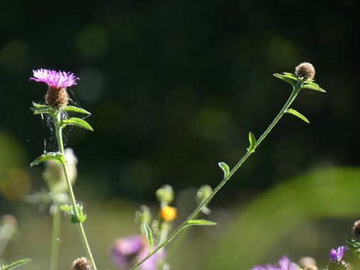 mariale en Hamelin: Flora, 📸 #marialemdza
jueves, 08/09/2022
#Asturias #PrincipadoDeAsturias
#flores #floressilvestres #flowers 
#Naturaleza #BellezaNatu...
