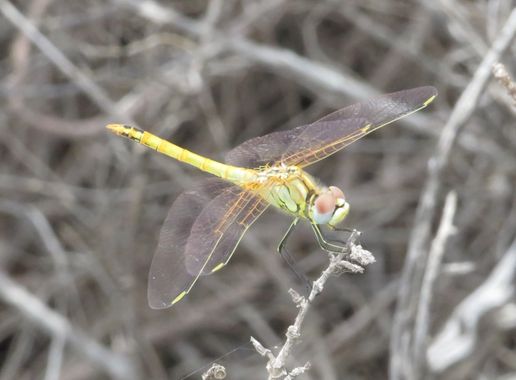 Solerantonio2 en Hamelin: Fauna  (Níjar), Insecto