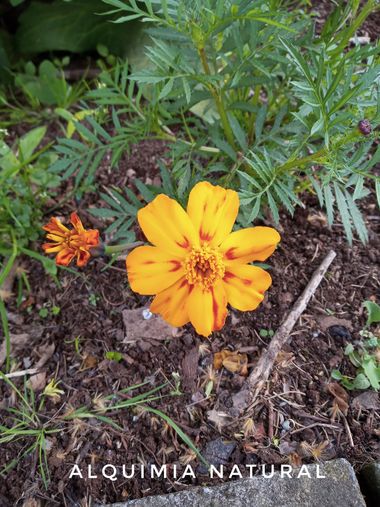 Alquimia Natural en Hamelin: Flora  (Medio Cudeyo), Tagetes patula, #primavera2022 