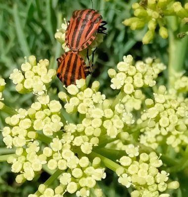 Solerantonio2 en Hamelin: Fauna  (Avenida Cabo de Gata), Graphosoma lineatum (Linnaeus, 1758), Insecto