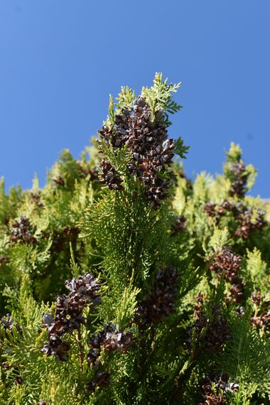 Solerantonio2 en Hamelin: Flora  (Almería), Planta