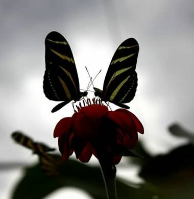 ebacar69 en Hamelin: Fauna, #naturaleza #colombia #faunayflora 