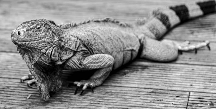 Acorazado3000 en Hamelin: Fauna  (Benalmádena), Iguana- saurópsido






#fotografiacarloscalvo #saurópsidos #iguana #reptil #reptiles #mascota #escamas #i...
