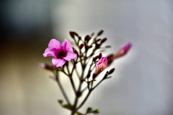ralphlagarillo en Hamelin: Flora  (Málaga), Podranea ricasoliana, #flora21
