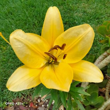Solerantonio2 en Hamelin: Flora  (Coimbra), Lilium bulbiferum, Planta