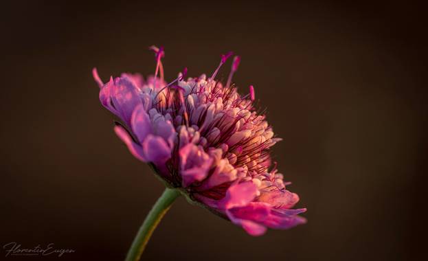 Florentinoeugenio en Hamelin: Flora  (Escariche), #flora21 